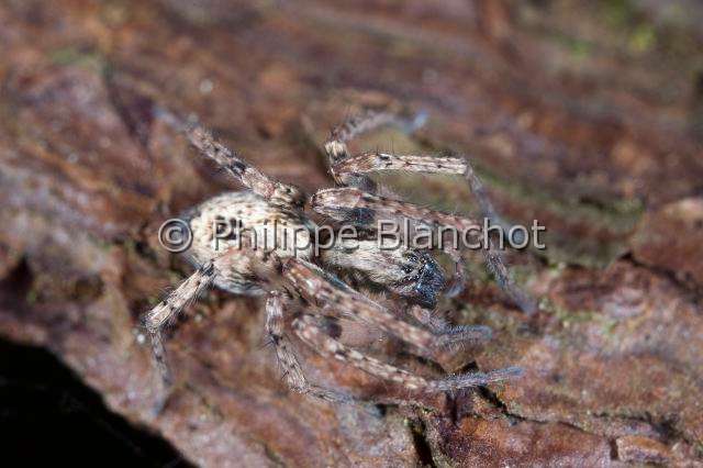 Anyphaenidae_4595.JPG - France, Anyphaenidae, Araignée bourdonnante (Anyphaena accentuata), Anyphaenid sac spider